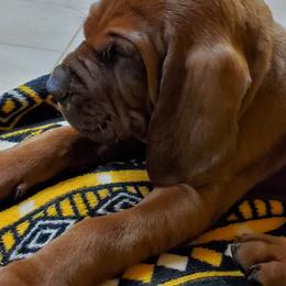 Redbone Coonhound Puppies from Dark Trail Redbones