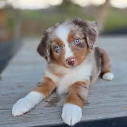 Thistle - Red merle male Miniature Australian Shepherd puppy in Paris, Texas from Blue Envy Mini Aussies