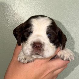 Sparky - Liver white and roan male English Springer Spaniel puppy in Williston, Florida from Parks Paradise Springers