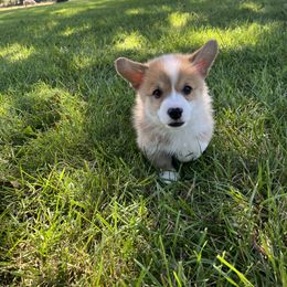 Pembroke Welsh Corgi Puppies from Dog Creek Corgis