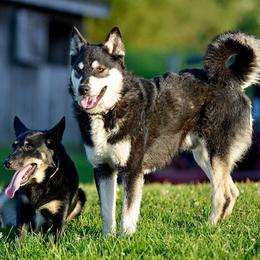 Lapponian Herder puppies from Maalattu Koirankoppi Lapponian Herders