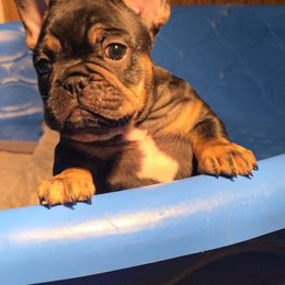 Boy 2 - Liver male French Bulldog puppy in Rogers, Arkansas from Freaky Frenchies