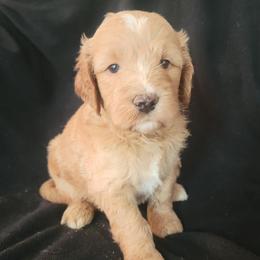 Roe's Blue Boy - Apricot male Goldendoodle puppy in Brea, California from River Doodles