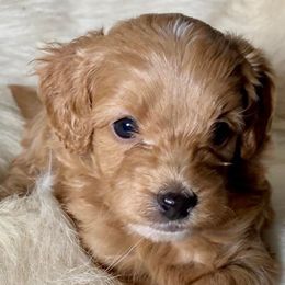 Aussiedoodles, Miniature Australian Shepherds, and Toy Australian Shepherds from Country Gals Aussies