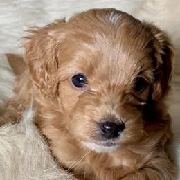 Aussiedoodles, Miniature Australian Shepherds, and Toy Australian Shepherds from Country Gals Aussies