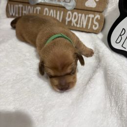 Green collar female - Red female Dachshund puppy in Pleasant Plains, Arkansas from JGBs Dachshunds