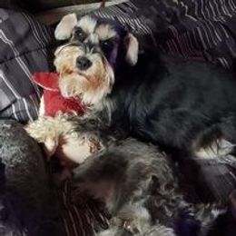 Holly - Miniature Schnauzer