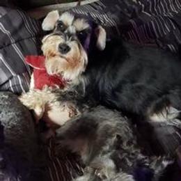 Holly - Miniature Schnauzer