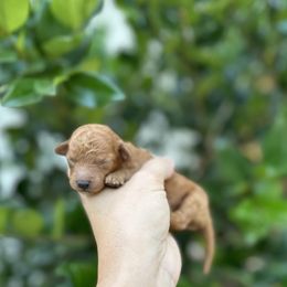 Daisy - Red female Cavapoo puppy in Rio Linda, California from VitPom Puppies