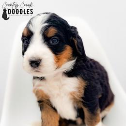 LIAM - Tri-color male Bernedoodle puppy in Tipton, Indiana from Country Creek Doodles