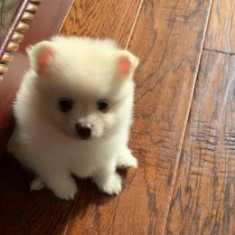 Boy2 - White male Pomeranian puppy in Houston, Texas from Lola’s Poms