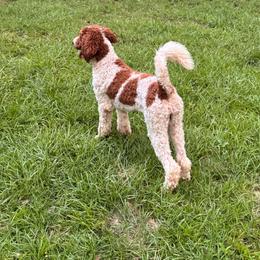 Luna - Parti female Poodle puppy in Osyka, Mississippi from Southern Sunshine Standards