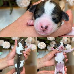 Madonna - Tri-color female Cavapoo puppy in Yuciapa, California from AlltheDoodlez_