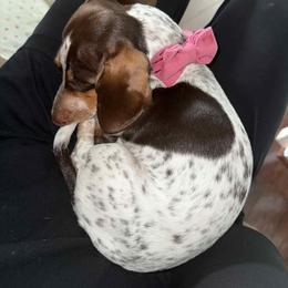 Dachshund All Grown Up from Holiday’s Darling Miniature Dachshunds