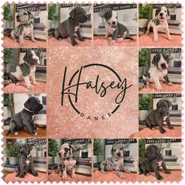 Glacier - Harlequin male Great Dane puppy in Carencro, Louisiana from Halsey Danes