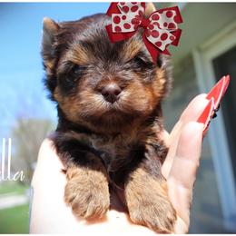 Arabella - Chocolate and tan female Yorkshire Terrier puppy in Warren, Michigan from Danielle's Yorkie Babies