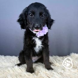 Star - Black female Goldendoodle puppy in Utah County, Utah from Big Hearted Breeders