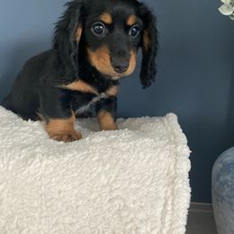 Dachshund Puppies from Suwannee River Doxies