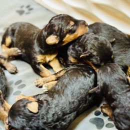 Boy 4 - male Airedale Terrier puppy in Branch, Michigan from Aim High Airedales & German Shorthaired Pointers