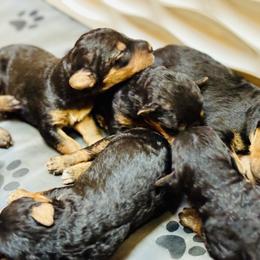 Boy 4 - male Airedale Terrier puppy in Branch, Michigan from Aim High Airedales & German Shorthaired Pointers