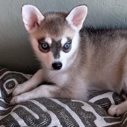Ellie - Gray and white female Alaskan Klee Kai puppy in Winthrop, Minnesota from Kayobi Shibas