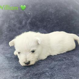 William- Green Collar - White male West Highland White Terrier puppy in Toronto, Ohio from Shekinah’s Mi-Kis & Cricket Hill’s Westies