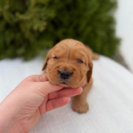 Purple - Dark golden female Golden Retriever puppy in Utah from Deseret Peak Goldens