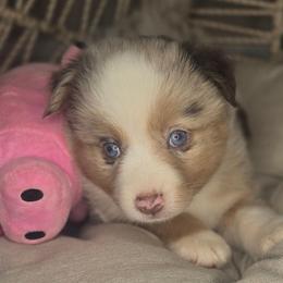 Betsy - Red merle female Aussiedoodle puppy in Lincoln, California from Pasta Puppies Doodles