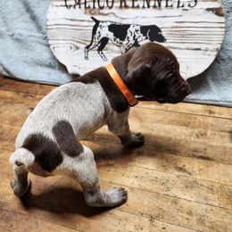 German Shorthaired Pointer Puppies from Calico Kennels