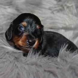 Boy 2 - Black and tan male Dachshund puppy in Craig, Colorado from Rocky Mountain Shih Tzus and Dry Creek Miniature Dachshunds