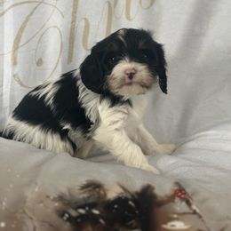 Jingle - Tri-color male Cavapoo puppy in Waynesboro, Virginia from Forest Creek Kennel