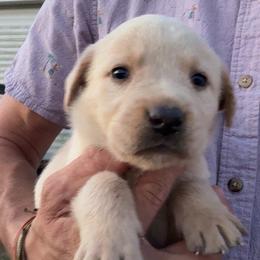Ice - Yellow male Labrador Retriever puppy in Archer Lodge, North Carolina from Archer Lodge Labradors