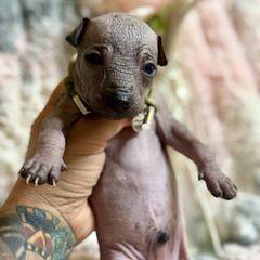 Chespirito - Slate male Xoloitzcuintli puppy in Victorville, California from Elegancia Vintage Xoloitzcuintle