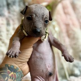 Chespirito - Slate male Xoloitzcuintli puppy in Victorville, California from Elegancia Vintage Xoloitzcuintle