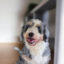 Panda - Blue merle male Bernedoodle puppy in Austin, Texas from Austin Doodles & Poodles