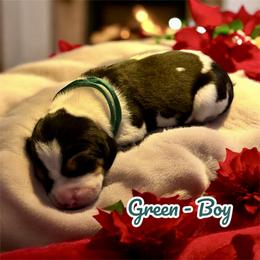 Green Collar - Boy - Tri-colored male Treeing Walker Coonhound puppy in Lovelady, Texas from 3 Color’s Kennel Walker Division