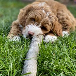 Australian Labradoodle Puppies from Cascade Canyon Labradoodles
