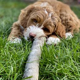 Australian Labradoodle Puppies from Cascade Canyon Labradoodles