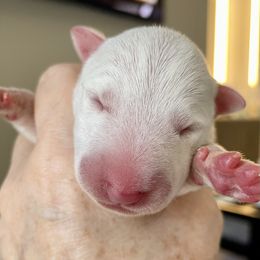 Girl 2 - White female Miniature Bull Terrier puppy in Granada Hills, California from Tonka Miniature Bull Terriers