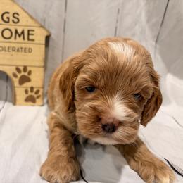 Petey Blue collar - Buff and white male Cockapoo puppy in Atco, New Jersey from Flannery’s lucky puppies 🍀