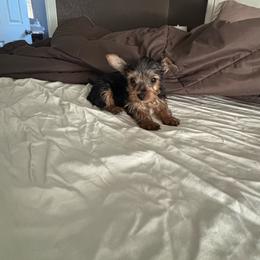 Nala - Black and tan female Yorkshire Terrier puppy in Pomona, California from Lunio's Yorkies