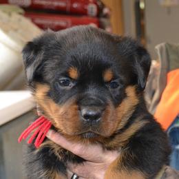 Girl 2 - female Rottweiler puppy in Dawson Springs, Kentucky from Lakeview Rottweilers