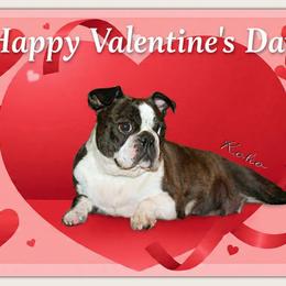 Koko - Boston Terrier