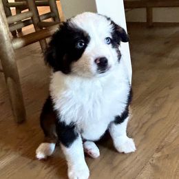 River - Black tri male Toy Australian Shepherd puppy in Bristow, Iowa from Pine Ridge Toy Aussies