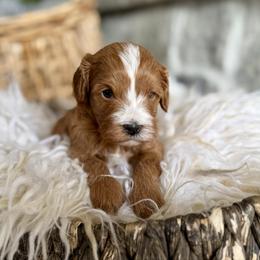 Rosie - Red female Cavapoo puppy in Natural Bridge, Virginia from Padgetts Hill Puppies