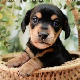 Sage - Black and tan female Dachshund puppy in Allons, Tennessee from Amber's Flock Homestead
