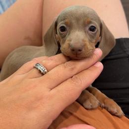 Isabell - Fawn (Isabella) female Dachshund puppy in Grass Valley, California from Mis Doxie