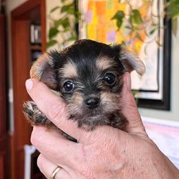 Remi's little black and tan girl - Black and tan female Yorkshire Terrier puppy in Hardeeville, South Carolina from Pups of the Lowcountry
