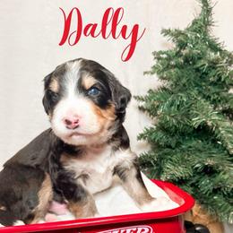 Dallas - Tri-color male Bernedoodle puppy in Boiling Springs, South Carolina from OlliePups, LLC