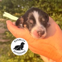 Tinker - Piebald female Dachshund puppy in Ramona, Oklahoma from Schmitt Dachshunds